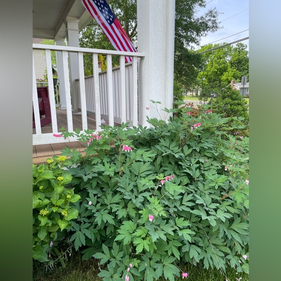 Pink Bleeding Hearts Flower Seeds, plant & grow a Cottage Garden Favorite FreeWP - Picture 3 of 6